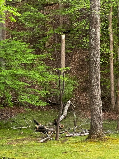 A Firmly Planted&nbsp;Tree.